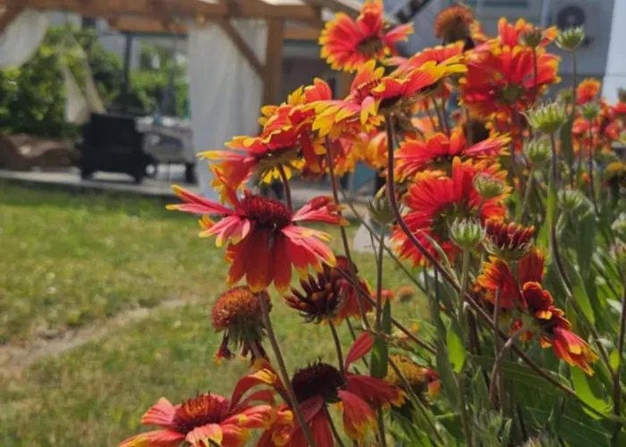 Bagameri Vendeghaz בדקסוניטומאי